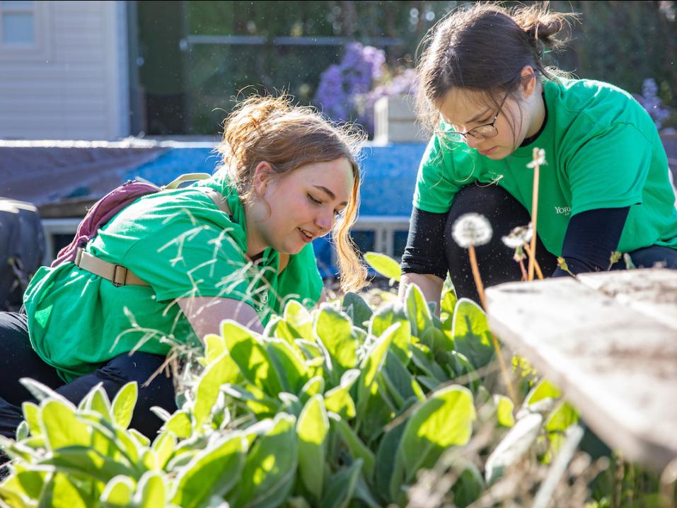 Two students planting plants in the local community for SpartanGreen.