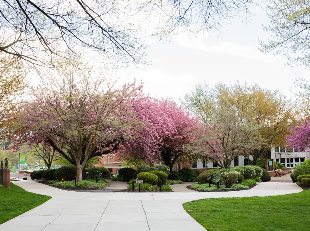 A patch of trees and flora is encircled by sidewalks and green grass. The Student Center is visible in the background.