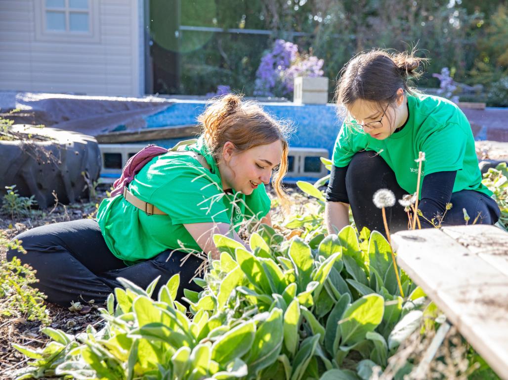 Two students gardening at a local York farm.