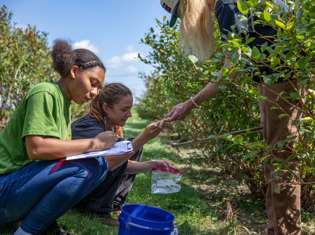 Three students kneel on the ground beside trees in an orchard, examining the plants and taking notes on a clipboard.