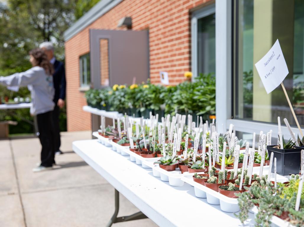 Small potted plants are lined up on a white table at an outdoor sale with people standing in the background.