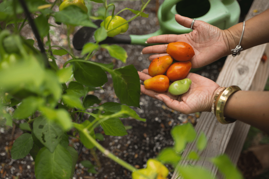 Hands hold several freshly harvested tomatoes beside plants growing in a raised garden bed.