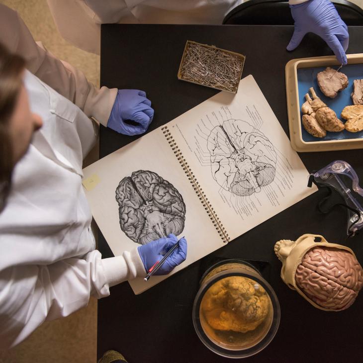 A student examining a brain.