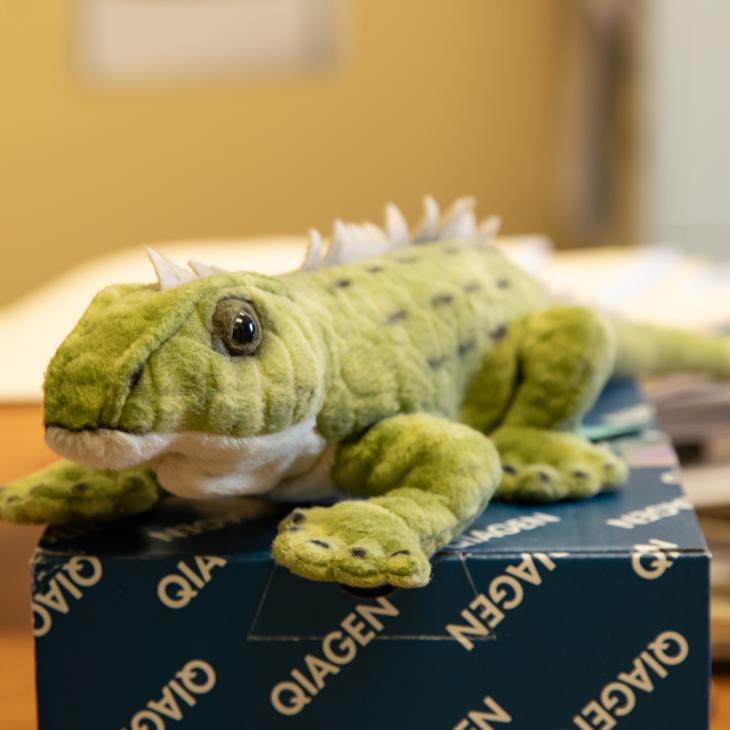 A plush toy green Tuatara