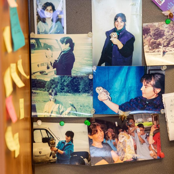 A bulletin board covered with photos of Dr. Kleiner's wife holding various hawks and owls. 